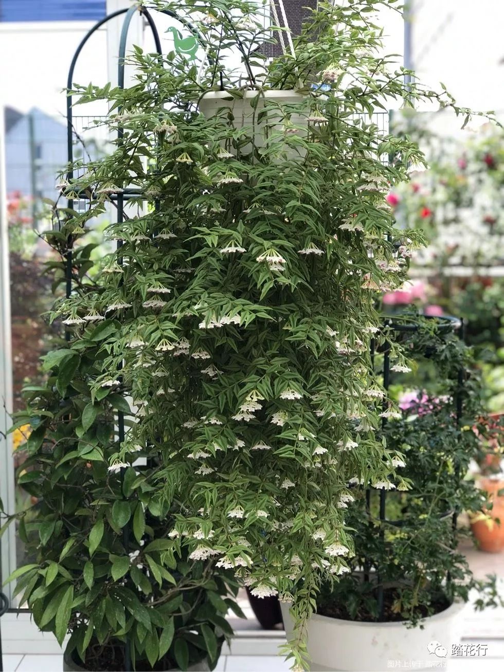 开爆的球兰贝拉