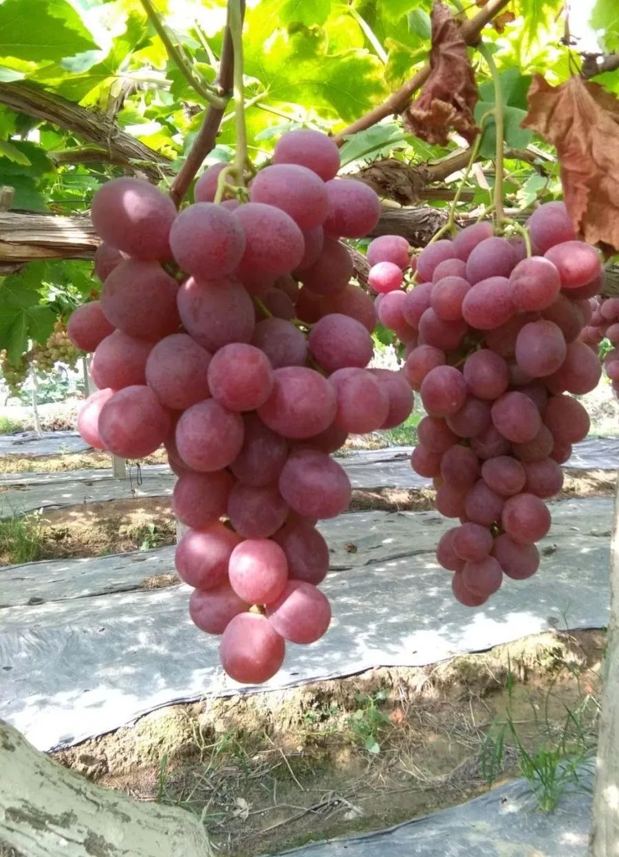 峨眉竟藏着300亩超大果园万斤葡萄免费送赶紧约起去摘