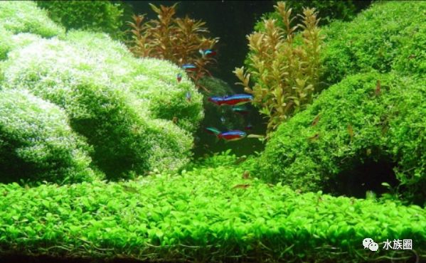 菜园子就要有菜园子的"亚子",荷兰景无法自拔!_水草