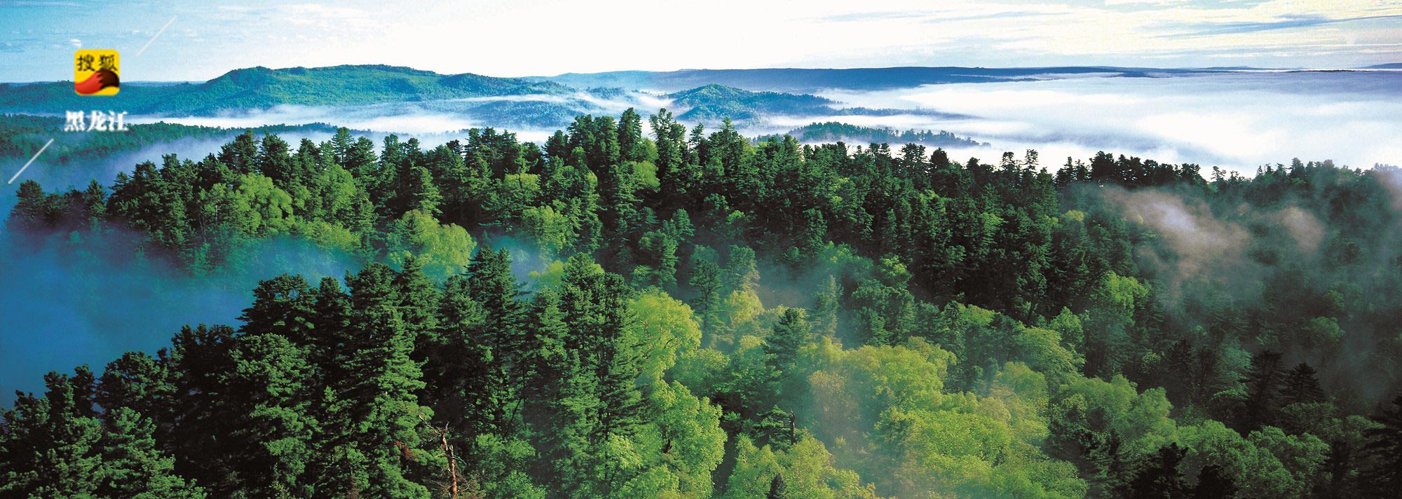 黑龙江省森林资源富集,全省森林覆盖率达46.81%.