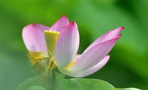 500_306gif 动态图 动图