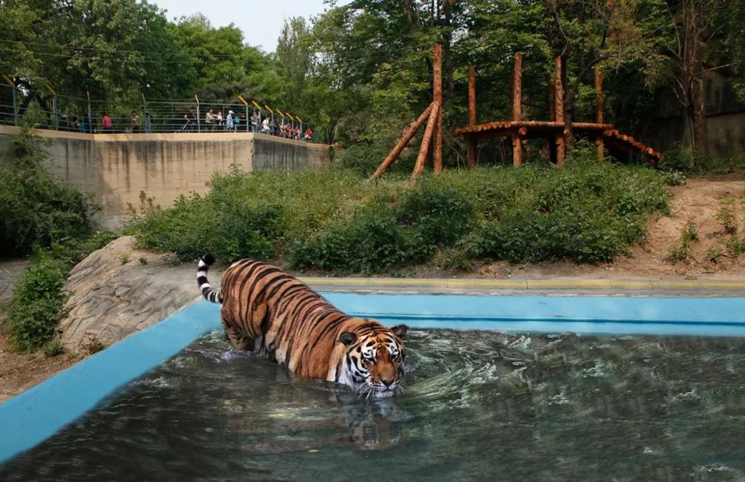 武汉动物园狮虎山图片