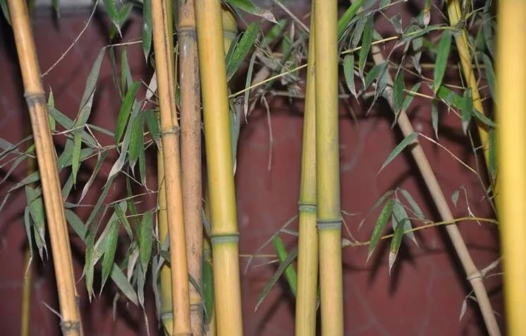 竹种类黄杆京竹