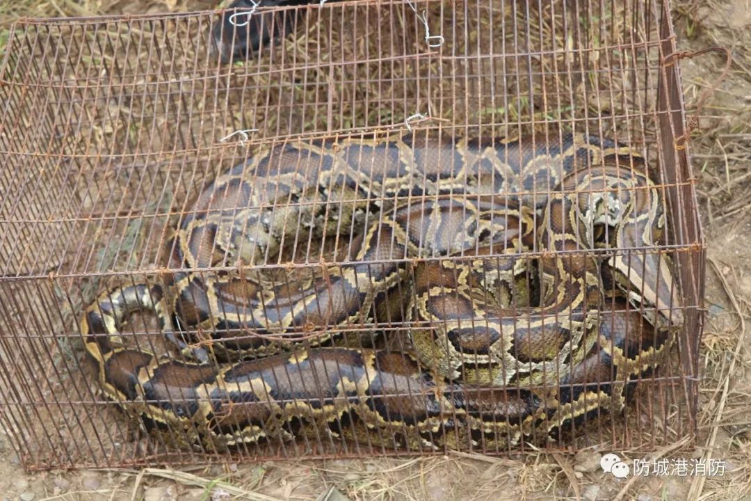 蟒蛇是在村民早上去拿饲料同时将蛇蛋装进袋子里随后将蟒蛇转移至空旷