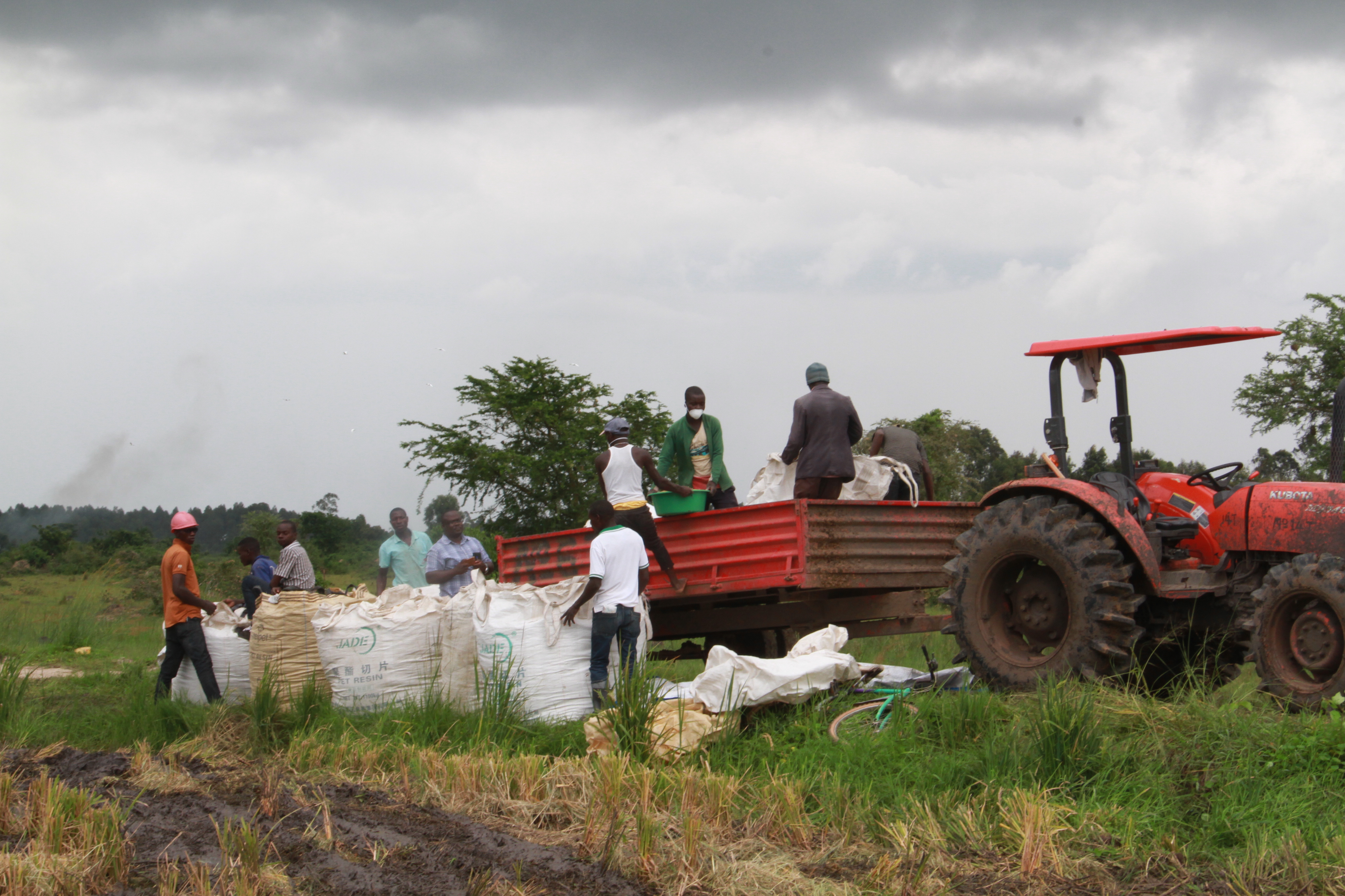 6月13日,在乌干达卡隆古区卢卡亚镇,中亿农业园的工人将刚刚收割的