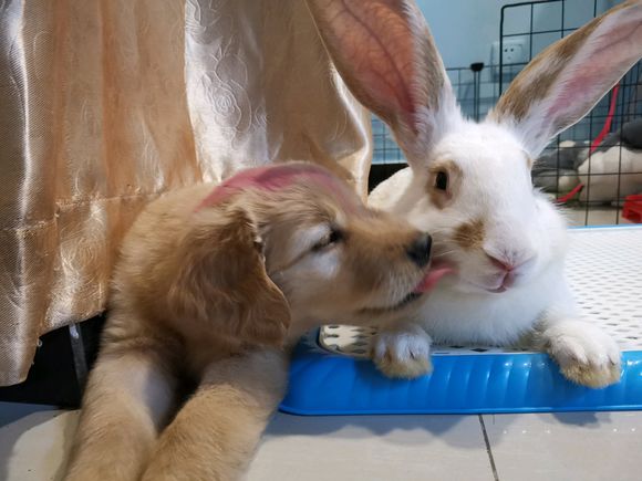 金毛和兔子恋爱了金毛还有几分羞涩汪算早恋不