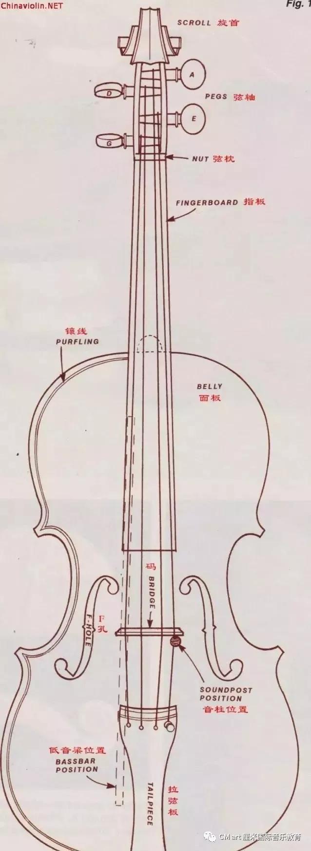 尼塔库小提琴底板结构图片