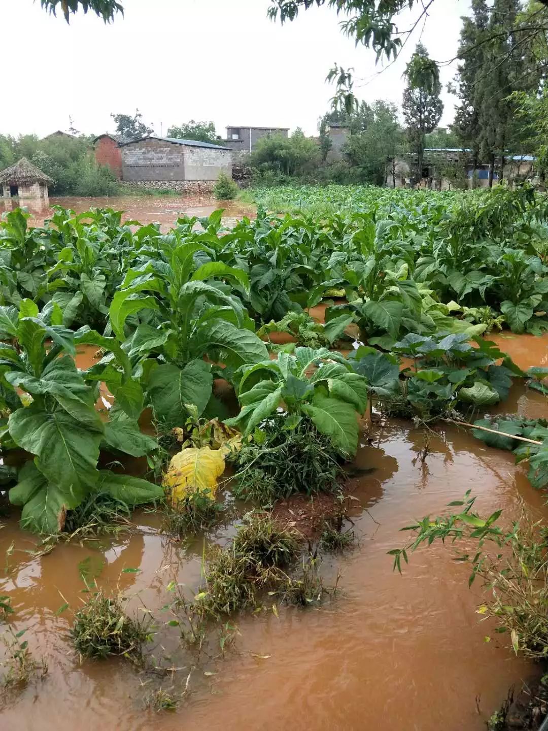 【视频】暴雨袭击陆良活水 大片烤烟被淹