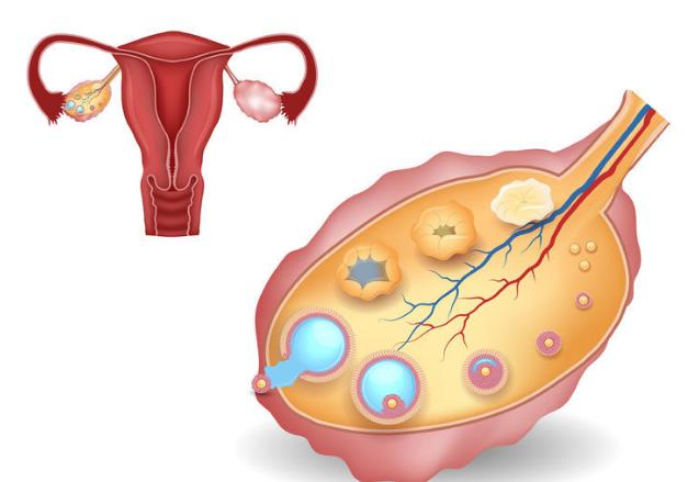 按摩卵巢可以回归少女卵巢说别碰我没用
