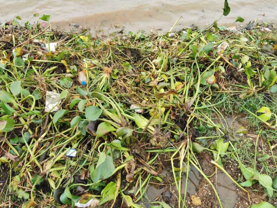 每年100吨水葫芦繁殖旺盛快快清理