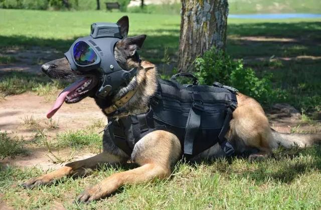 歪果推出硬核犬用外挂能装备摄像头和手枪戴上秒变反恐狗