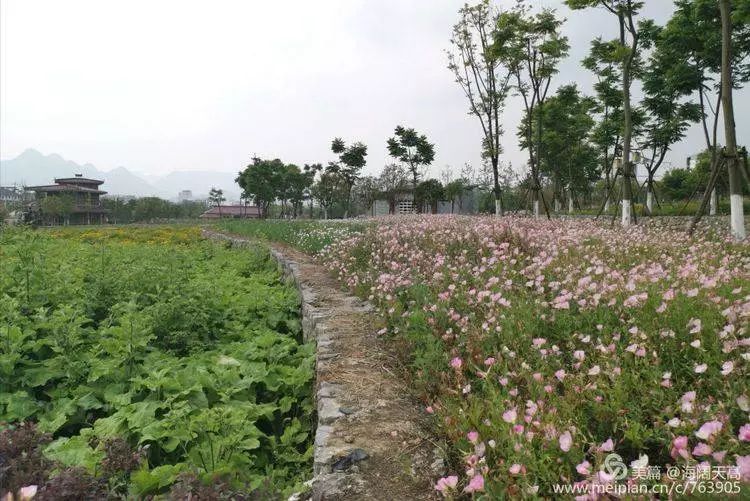 近現代也是名人輩出,在百草園對面的圍牆上,繪有郎岱名人榜,一併拍了