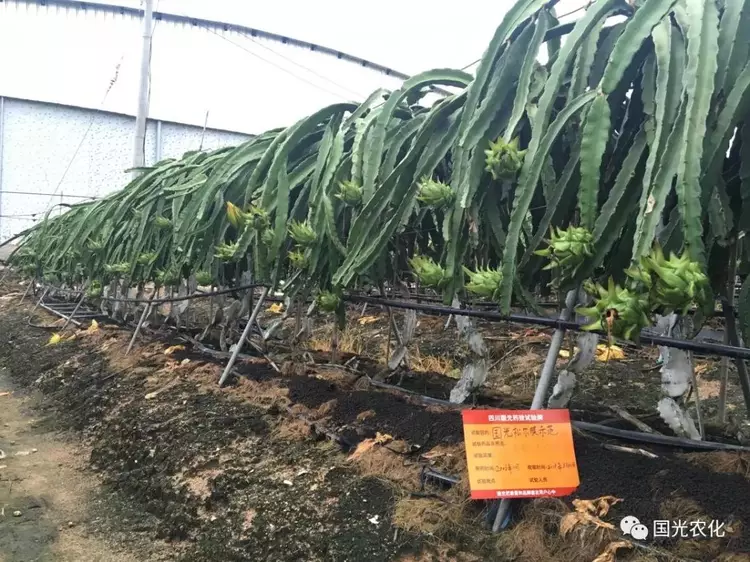 技术创新不止步火龙果种植黑科技诞生让你赢在起跑线