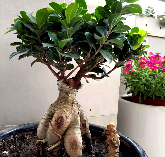 原创养人参榕块根一直长不胖做好5点块根粗大枝繁叶茂