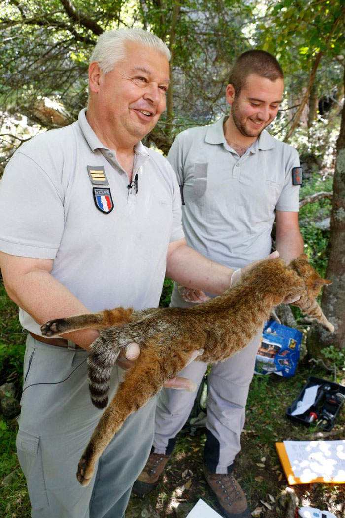 科西嘉岛发现新种猫狐,既有猫的敏捷又有狐狸的凶狠