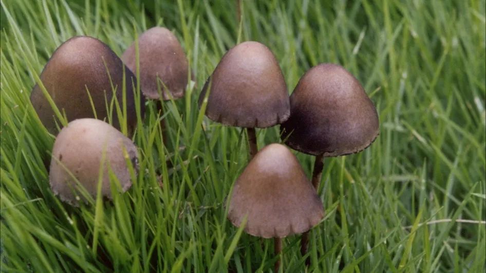 路邊的美味你別留戀梅雨季的毒蘑菇我們依然是我們