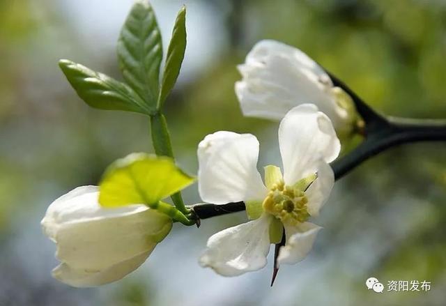 柠檬花柠檬花为资阳市市花会议决定