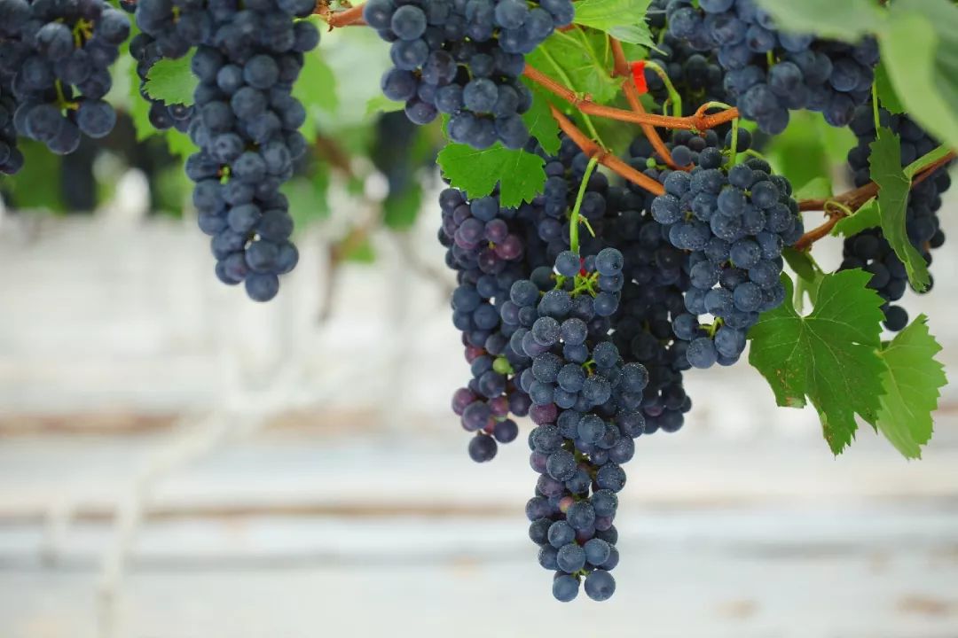 峨眉竟藏着300亩超大果园万斤葡萄免费送赶紧约起去摘