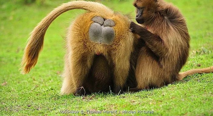 非式"比心" 指南_狒狒