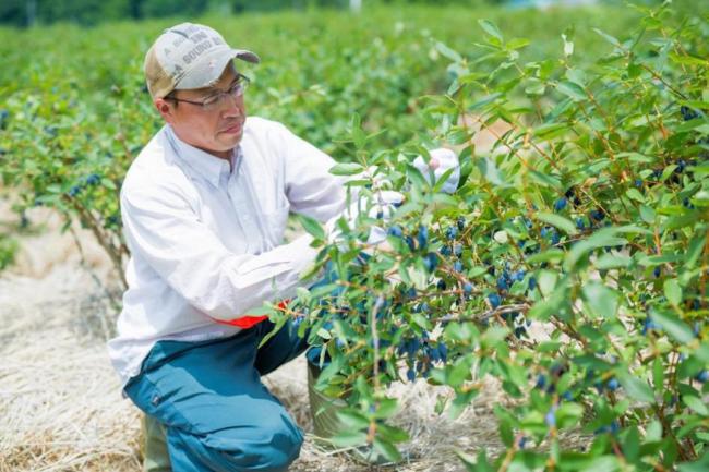 蓝靛果到底有什么作用与功效为什么会被称为女人的口服化妆品