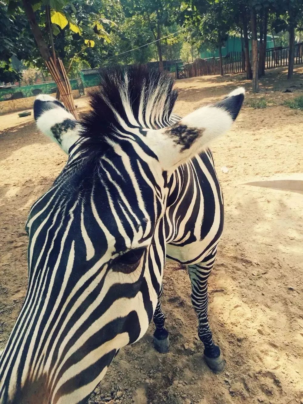 濮阳东北庄野生动物园夏季灯光美食电音节7月1日盛装开启福利来袭