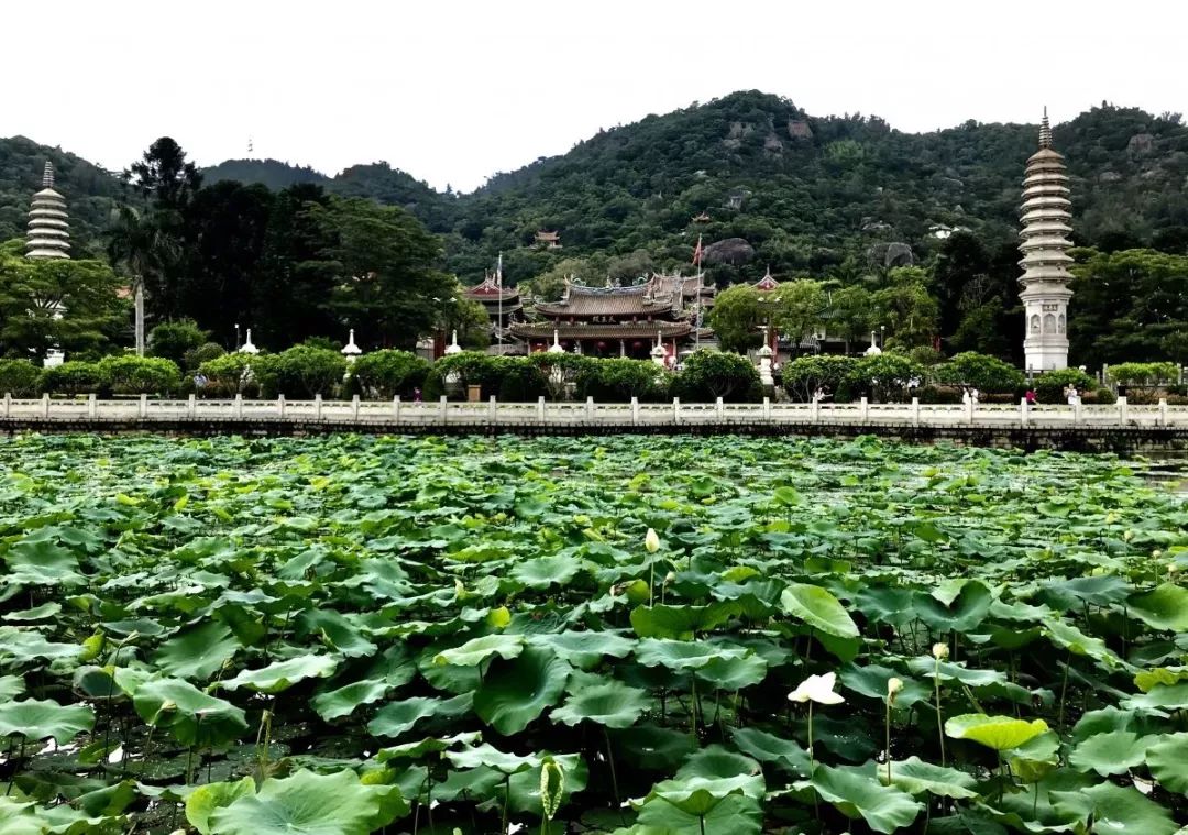 莲花公园又飘荷花香厦门这些地方的荷花美到爆周末走起