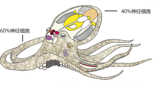 章鱼拥有两个记忆系统,一个是大脑记忆系统(占所有神经细胞的40%),另