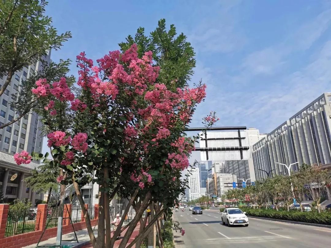 1600余棵紫薇花,是全市最长的紫薇花路_道路