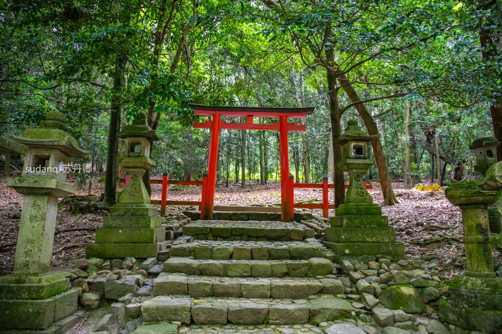 日本之旅,一定不能错过的世界遗产:春日大社,树深时见鹿 日本之旅,一定不能错过的世界遗产:春日大社,树深时见鹿