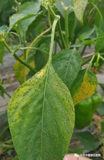 高温多雨季小心辣椒疮痂病