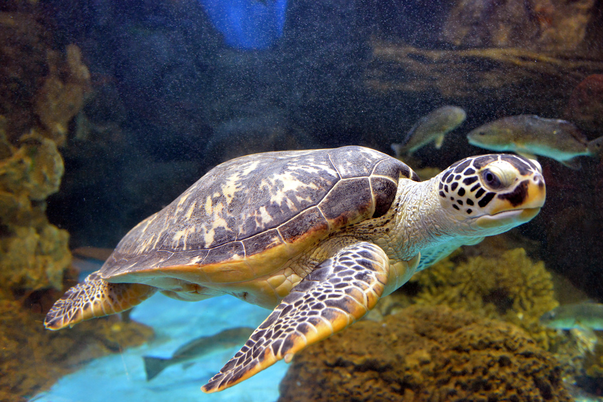 每晚一个睡前故事三无锡太湖巨鼋