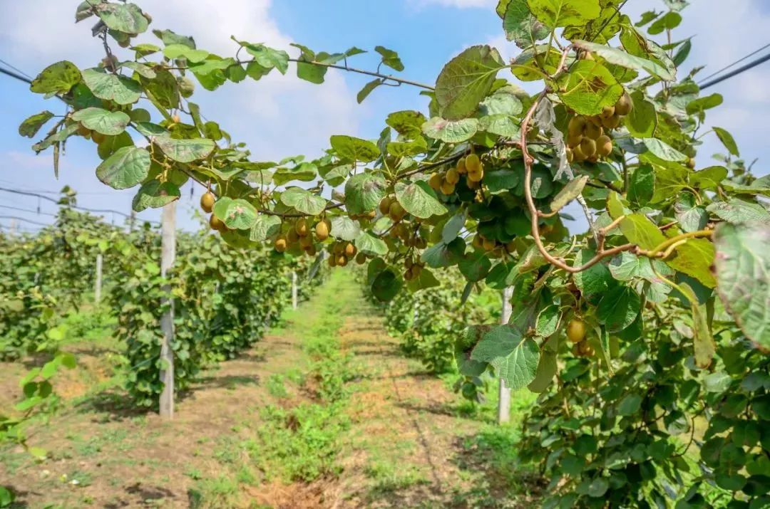 滋味青浦本地猕猴桃你吃过吗