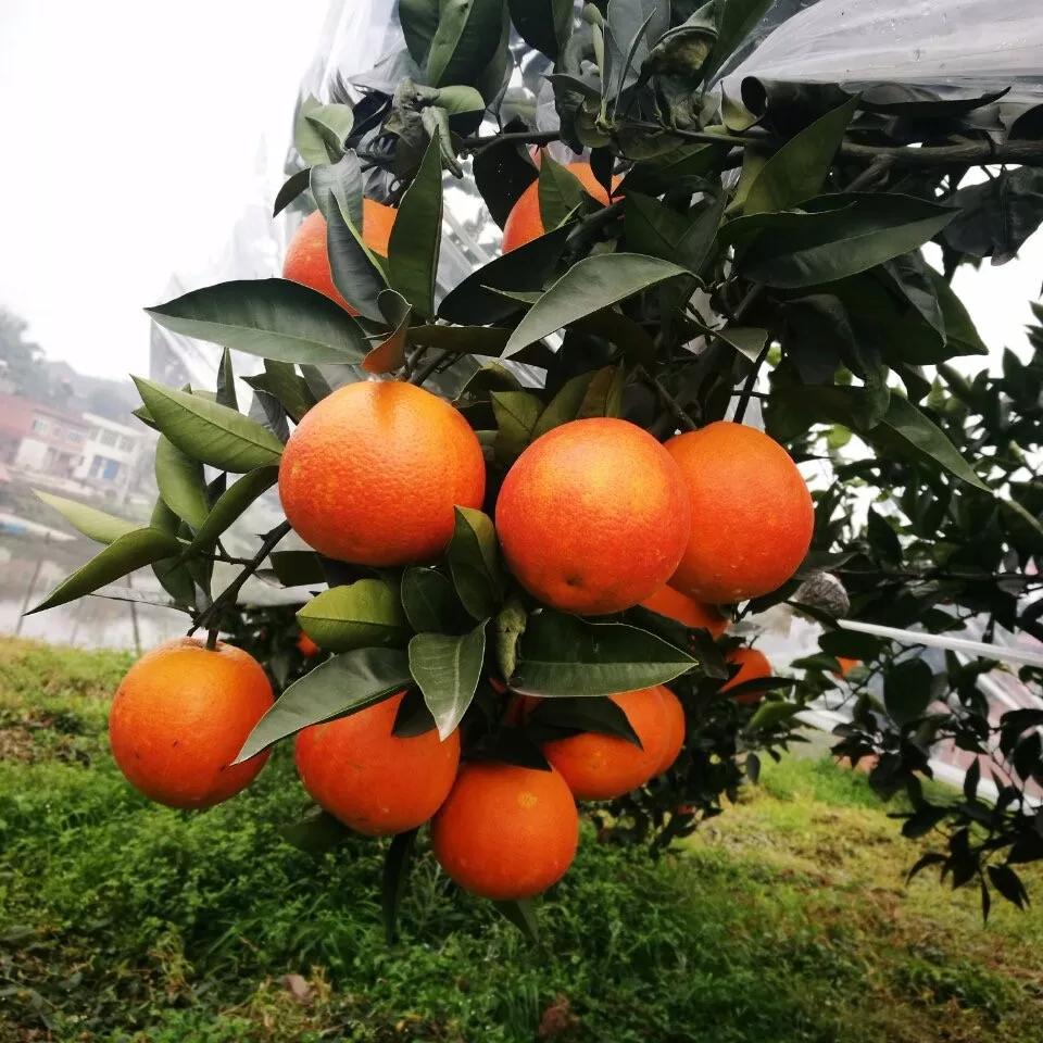 橙子中的贵族血橙