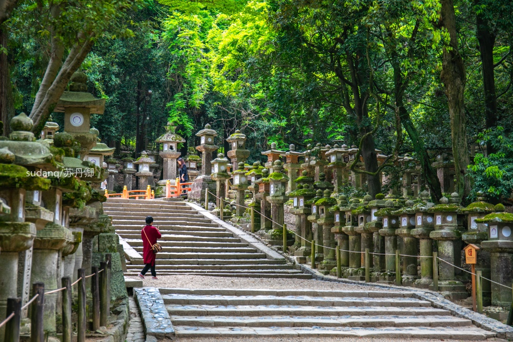 日本之旅,一定不能错过的世界遗产:春日大社,树深时见鹿 日本之旅,一定不能错过的世界遗产:春日大社,树深时见鹿