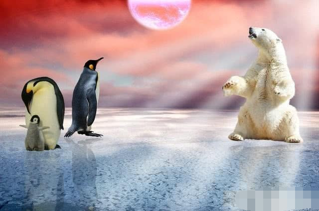 将北极熊送到南极时,会出现什么情况?简直不敢相信!_企鹅