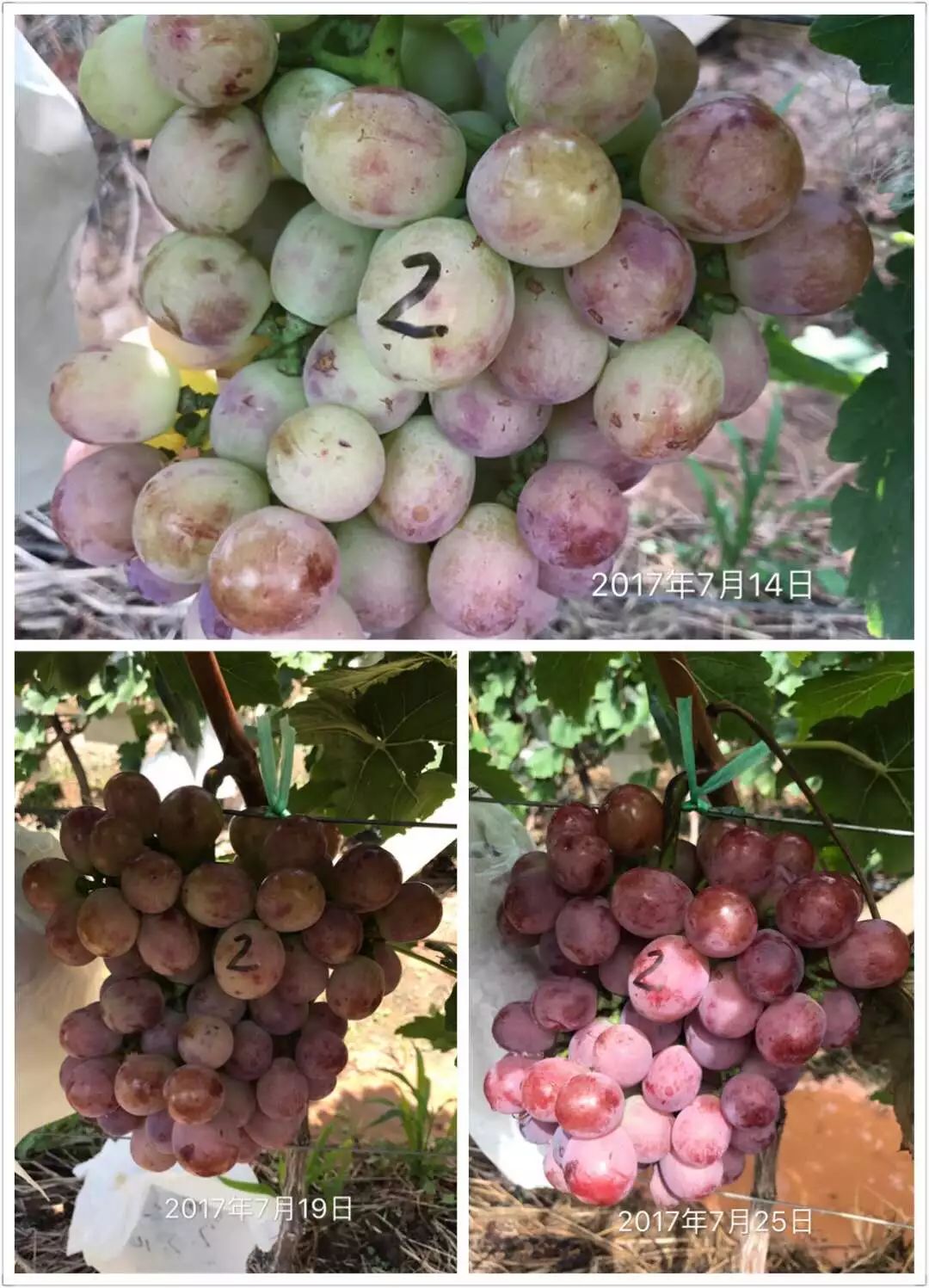 葡萄转色期你是否遇到以下问题