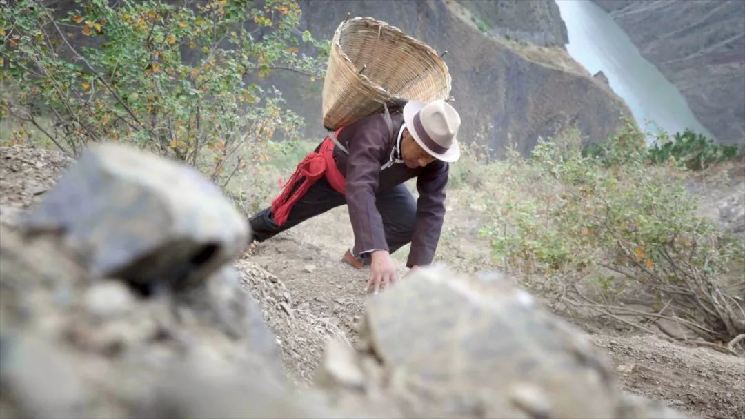 《本草中华2》今晚播出第4集:仙人掌能吃吗?好吃吗?_剧照