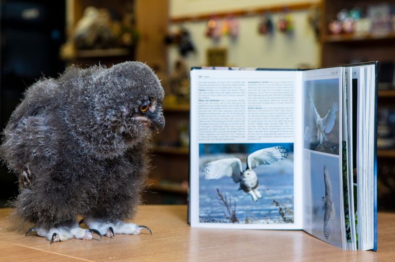 英一只雪鸮宝宝用小爪子"操作"收银机 可爱至极