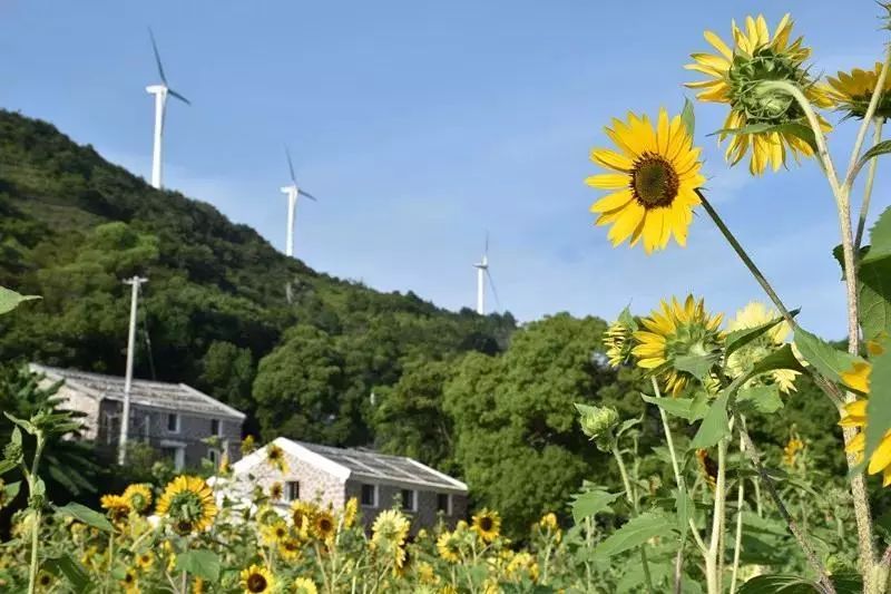 乡村振兴 | 洞头有个"网红"白迭村!那是赋予心灵诗意和闲暇的地方