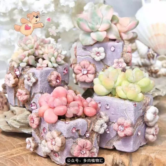 如迪士尼一般梦幻粉嫩的多肉童话园看完少女心爆棚