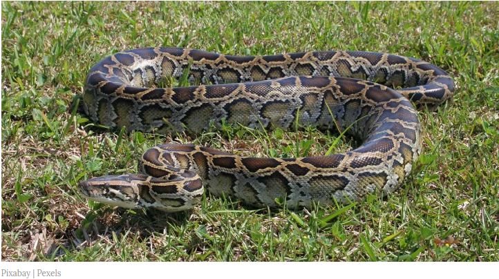 胆小慎入加国巨蟒惊现租客家中来历竟是