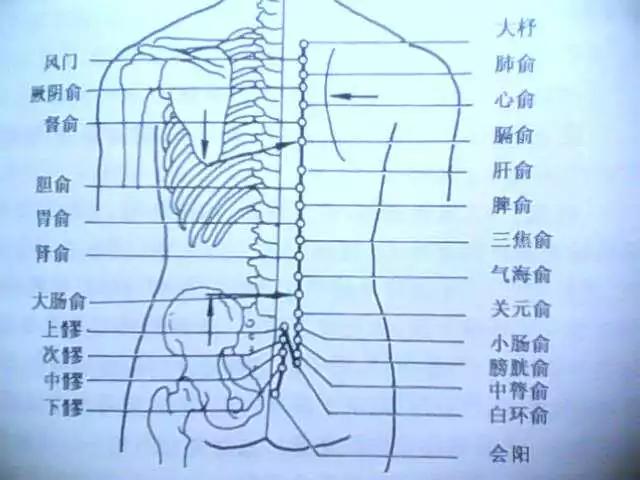 胆俞穴: 黄疸,口苦,肋痛,肺痨,潮热