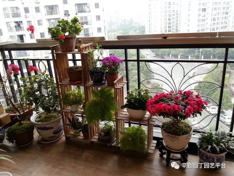 园丁奖阳台组022号迷你小花园