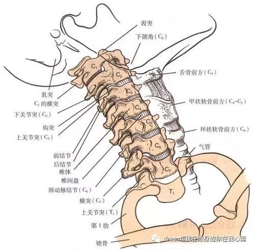 mulligan自我康复之颈椎篇
