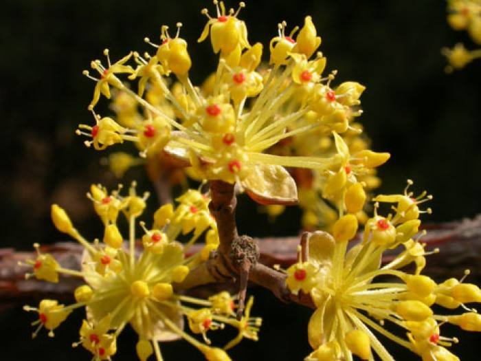 这6大驱邪植物,养在家中既辟邪又旺风水