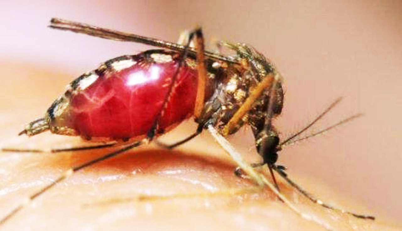 蚊子为啥要吸血图片