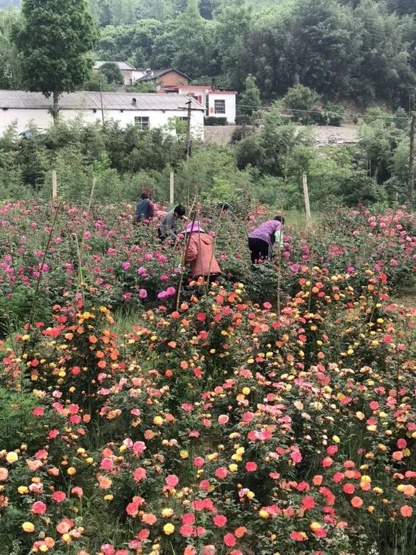 据了解,李欢海的月季花基地不仅带动了朱堂乡旅游和产业发展,实现了