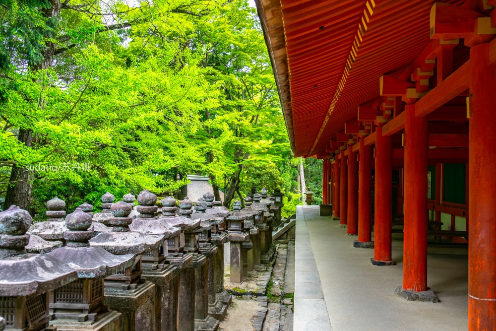 日本之旅,一定不能错过的世界遗产:春日大社,树深时见鹿 日本之旅,一定不能错过的世界遗产:春日大社,树深时见鹿