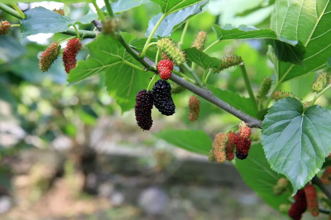 伍向兵桑果米汤