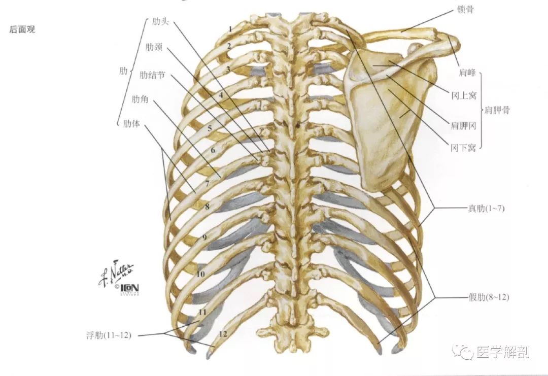 肋骨及胸骨解剖图谱